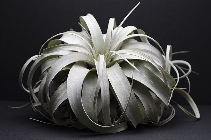 Xerographica Air Plant | Tillandsia, Silver Air Plant, Mother of Air …