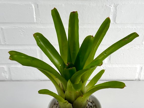 Neoregelia Nivea | Small Bromeliad, Grows and Ships Bare Root, Full Bright  Green Foliage With Brown Tips, Self Propagate Pups - Etsy