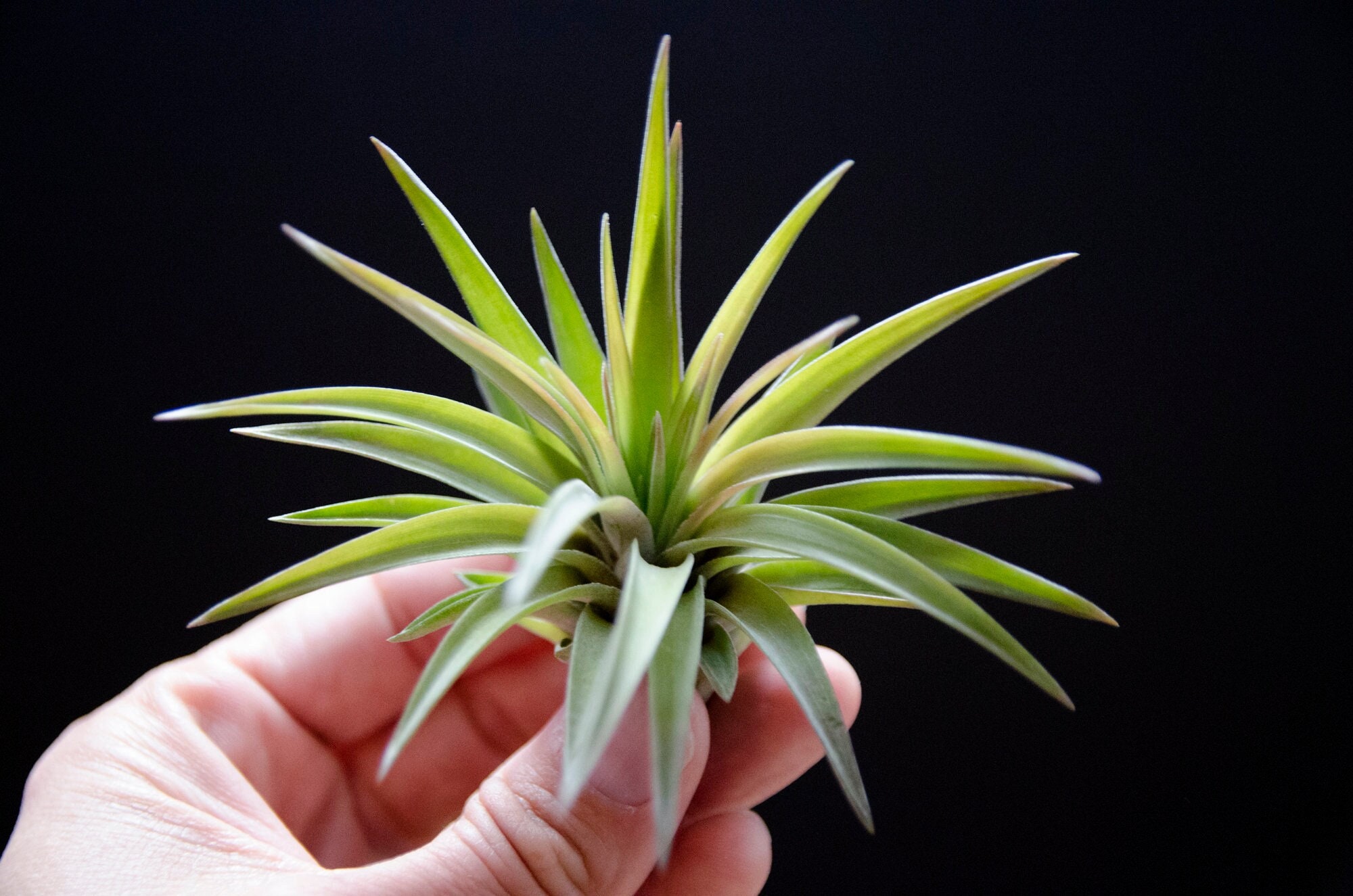 Tillandsia Velutina - Air Plant | Indoor House Plant, Low Maintenance…