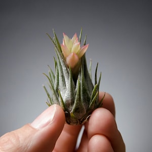 Tillandsia Kautskyi EXTREMELY RARE Miniature Air Plant image 7