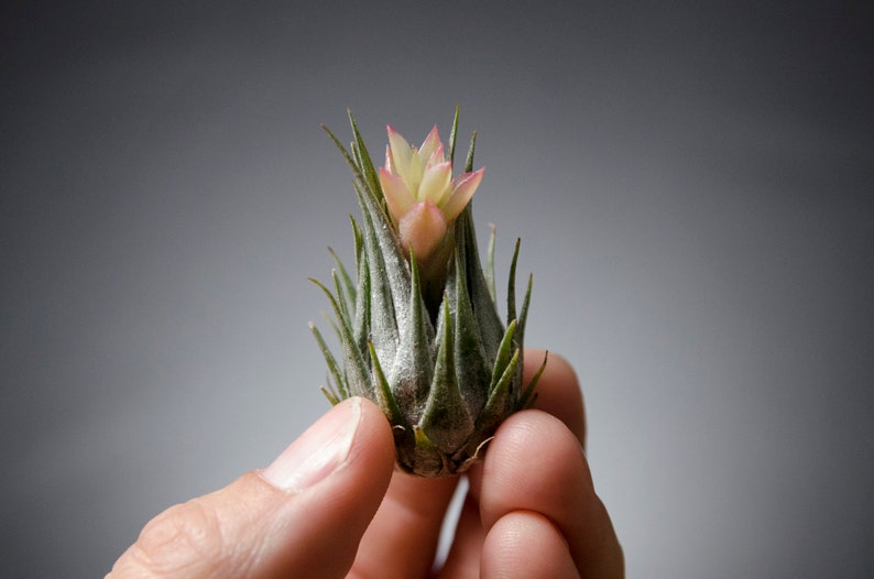 Tillandsia Kautskyi EXTREMELY RARE Miniature Air Plant image 7