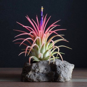 Tillandsia Ionantha Rubra - Air Plant | Pink/Green Air Plants, Terrarium, Indoor House Plant, Easy Plant, Air Purifying