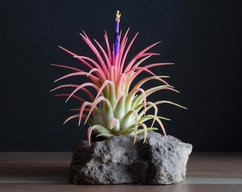 Tillandsia Ionantha Rubra - Air Plant | Pink/Green Air Plants, Terrarium, Indoor House Plant, Easy Plant, Air Purifying