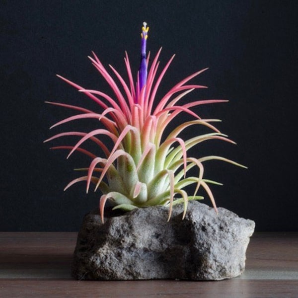 Tillandsia Ionantha Rubra - Air Plant | Pink/Green Air Plants, Terrarium, Indoor House Plant, Easy Plant, Air Purifying