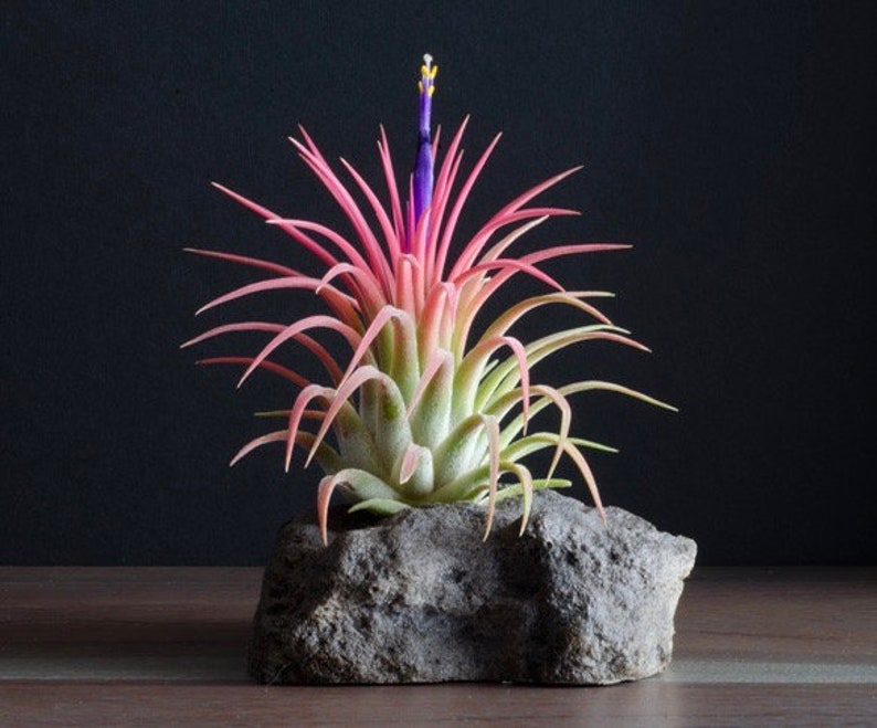 Tillandsia Ionantha Rubra - Air Plant | Pink/Green Air Plants, Terrarium, Indoor House Plant, Easy Plant, Air Purifying 