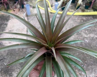 Tillandsia Rio Hondurensis Air Plant - Rare | Low Maintenance, Indoor House Plant, Bromeliad
