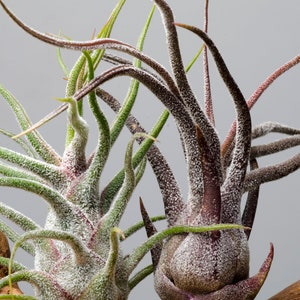 May include: Two air plants with long, slender, pointed leaves. One plant is primarily light green with a white, powdery texture, while the other is a deep, dark purple with similar white, fuzzy trichomes. Both plants have bulbous bases.