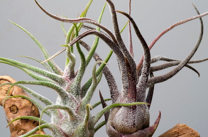 May include: Two air plants with long, slender, pointed leaves. One plant is primarily light green with a white, powdery texture, while the other is a deep, dark purple with similar white, fuzzy trichomes. Both plants have bulbous bases.