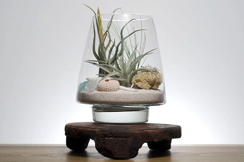 May include: A clear glass terrarium vessel containing air plants, a light pink sea urchin shell, a piece of light green sea glass, and a textured beige sponge, all resting on a layer of fine white sand inside a dark brown wooden base.