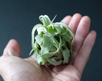 Tillandsia Streptophylla Air Plant | Curly Plant, Large Plant, Indoor House Plant, Easy Care Plant, Air Plants, Air Purifying, Succulent