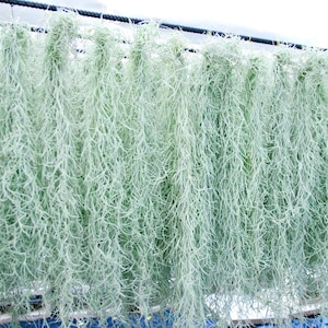 Spanish Moss Rare Thick Form - Live - EXTRA LONG OPTION - Usneoides No. 3 - Air Plant | Tillandsia, Easy, Indoor House Plant, Air Purifying afbeelding 3