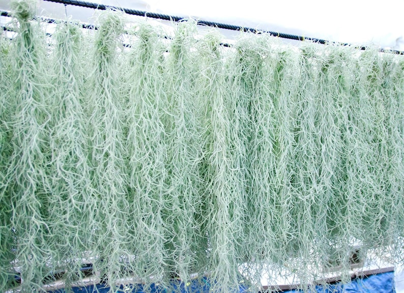 Spanish Moss Rare Thick Form - Live - EXTRA LONG OPTION - Usneoides No. 3 - Air Plant | Tillandsia, Easy, Indoor House Plant, Air Purifying afbeelding 3