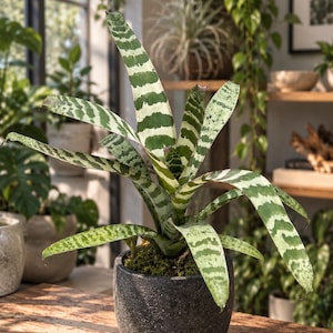 Op de afbeelding: Een Vriesea splendens plant met lange, puntige bladeren met horizontale donkergroene en lichtgroene strepen. De plant staat in een donkergrijze, getextureerde, ronde keramische pot die aan de basis is gevuld met groen mos.