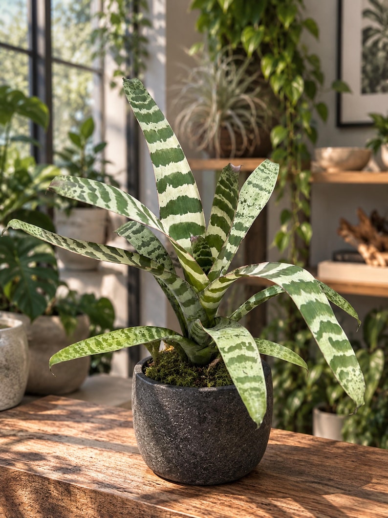 Op de afbeelding: Een Vriesea splendens plant met lange, puntige bladeren met horizontale donkergroene en lichtgroene strepen. De plant staat in een donkergrijze, getextureerde, ronde keramische pot die aan de basis is gevuld met groen mos.