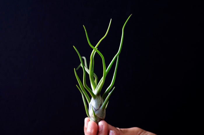 Bulbosa Guatemala Air Plant | Tillandsia, Wild Air Plant, Terrarium, …