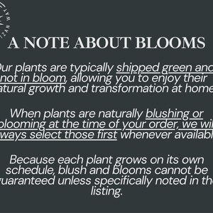 May include: A dark gray informational graphic with white text titled A NOTE ABOUT BLOOMS. It explains that plants are typically shipped green, but blooming plants are selected when available. It notes that growth schedules vary and blooms are not guaranteed.