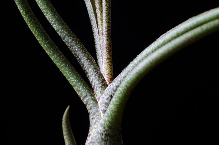 Butzii Air Plant | Tillandsia, Spotted Air Plants, Easy Low Maintenan…