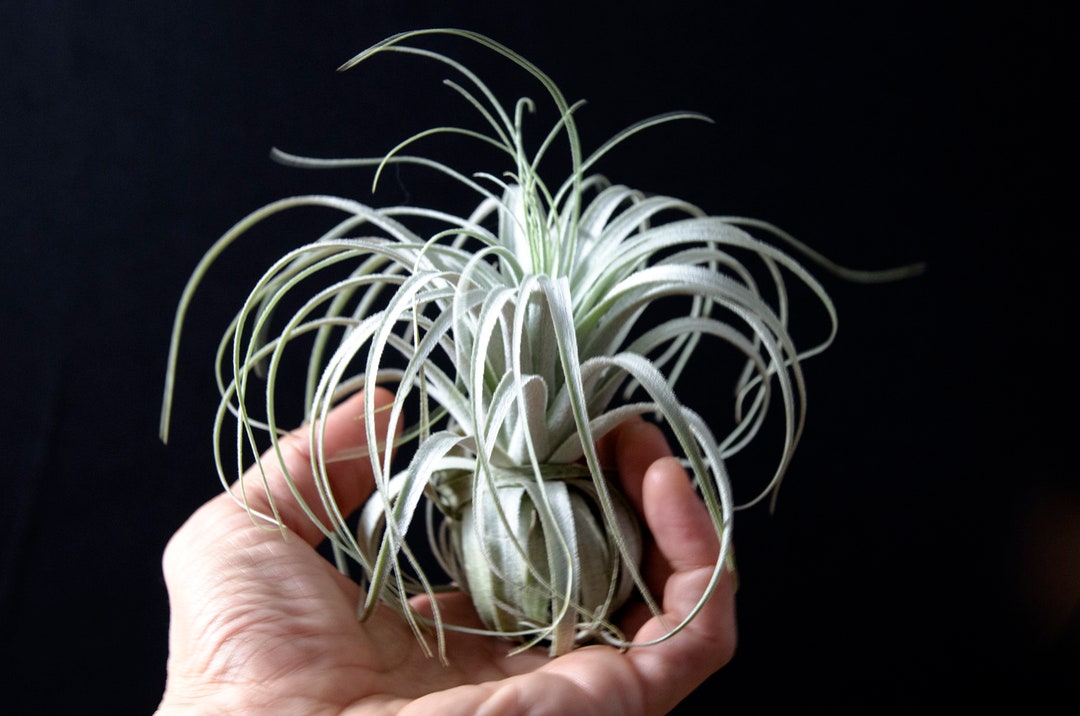 Tillandsia Chapeuensis – EXTREMELY RARE Air Plant | Fuzzy Foliage