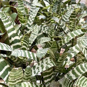 Live Vriesea Bromeliad Plant Collector Item Rare Variety Tropical Foliage Horizontal Pattern Variegated Houseplant Air Purifying Indoor Decoration Exotic Botanical Collection Premium Quality Living Gift Multiple Sizes Available Bare Root Shipping
