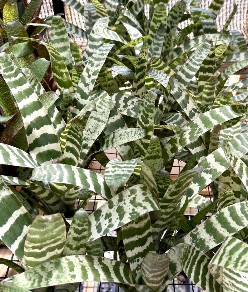 Live Vriesea Bromeliad Plant Collector Item Rare Variety Tropical Foliage Horizontal Pattern Variegated Houseplant Air Purifying Indoor Decoration Exotic Botanical Collection Premium Quality Living Gift Multiple Sizes Available Bare Root Shipping