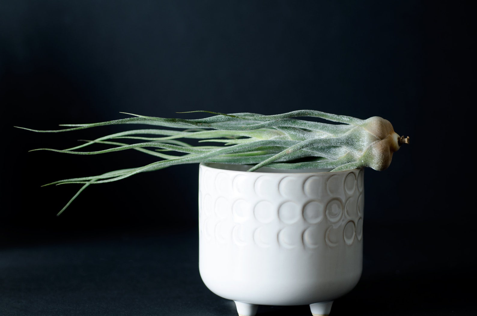 Pruinosa Airplant Tillandsia Indoor House Plant Low Etsy