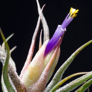 May include: A Tillandsia air plant featuring long, pointed, silvery-green leaves with a textured surface. A central bract displays a soft pink hue, from which a vibrant, tubular purple flower emerges, topped with a small, bright yellow stamen.