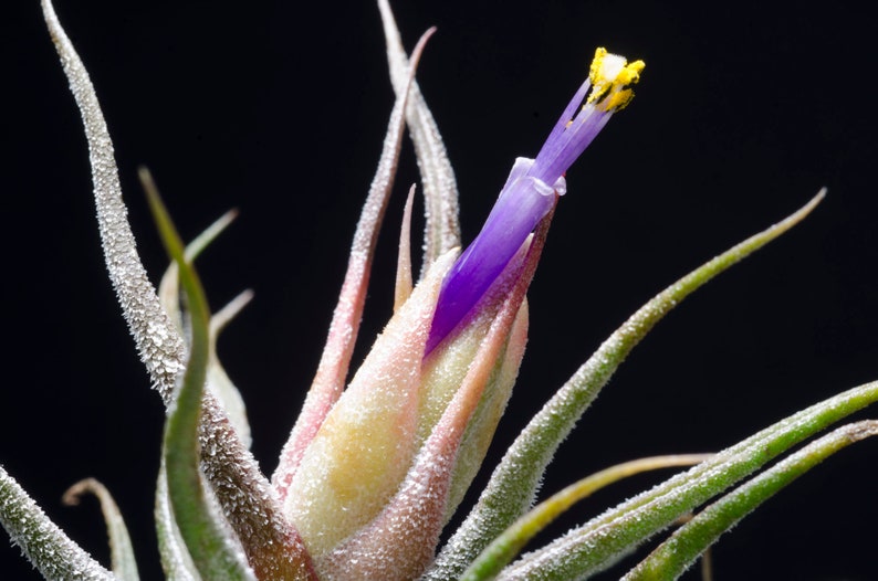 May include: A Tillandsia air plant featuring long, pointed, silvery-green leaves with a textured surface. A central bract displays a soft pink hue, from which a vibrant, tubular purple flower emerges, topped with a small, bright yellow stamen.