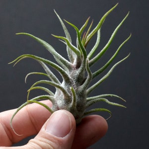 May include: A small air plant with a central bulbous base and numerous thin, pointed, sage green leaves that curve outward. The plant has a fuzzy, silvery texture covering its surface, with the tips of the leaves tapering to fine points.