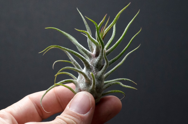 May include: A small air plant with a central bulbous base and numerous thin, pointed, sage green leaves that curve outward. The plant has a fuzzy, silvery texture covering its surface, with the tips of the leaves tapering to fine points.