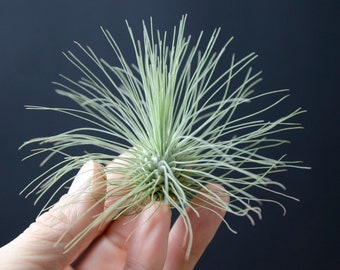 Tillandsia Fuchsii Var Gracilis - Air Plant | Unusual Indoor House Plant, Low Care, Air Purifying, Purple & Yellow Bloom Air Plants