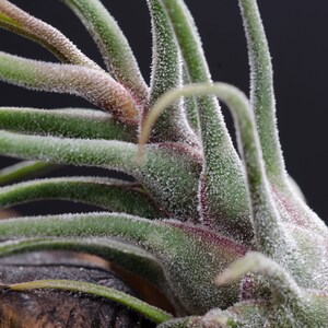 May include: A Tillandsia air plant featuring long, slender, pointed green leaves with a fine, silvery-white trichome coating. The base of the plant displays deep reddish-purple hues where the leaves converge, set against a dark, neutral background.
