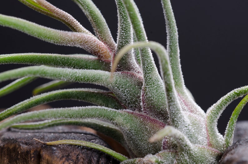 May include: A Tillandsia air plant featuring long, slender, pointed green leaves with a fine, silvery-white trichome coating. The base of the plant displays deep reddish-purple hues where the leaves converge, set against a dark, neutral background.