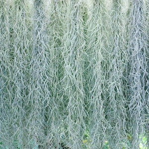 Spanish Moss Rare Thick Form - Live - EXTRA LONG OPTION - Usneoides No. 3 - Air Plant | Tillandsia, Easy, Indoor House Plant, Air Purifying afbeelding 6