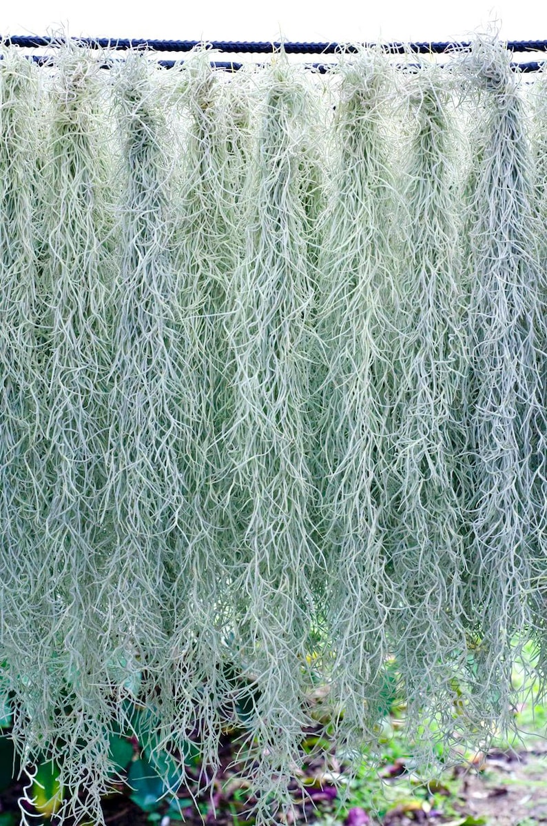 Spanish Moss Rare Thick Form - Live - EXTRA LONG OPTION - Usneoides No. 3 - Air Plant | Tillandsia, Easy, Indoor House Plant, Air Purifying afbeelding 6