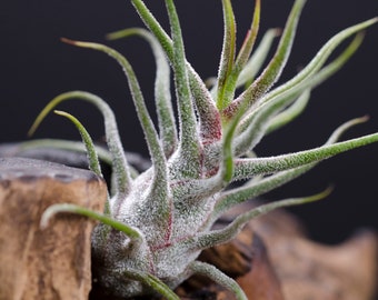 Pruinosa Guatemala Air plant | Tillandsia, Indoor House Plant, Low Maintenance Plant, Air Purifying, Medusa Air Plants, Terrarium Plants