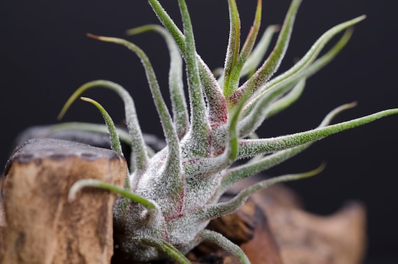 Pruinosa Guatemala Air plant | Tillandsia, Indoor House Plant, Low Maintenance Plant, Air Purifying, Medusa Air Plants, Terrarium Plants