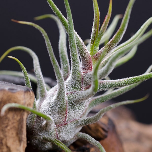 Pruinosa Guatemala Air plant | Tillandsia, Indoor House Plant, Low Maintenance Plant, Air Purifying, Medusa Air Plants, Terrarium Plants