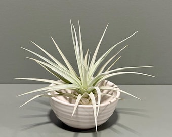 Tillandsia Jucunda Silver Air Plant Indoor Botanical Decoration Desk Decor Minimalist Home Accent Terrarium Addition Easy Houseplant Star