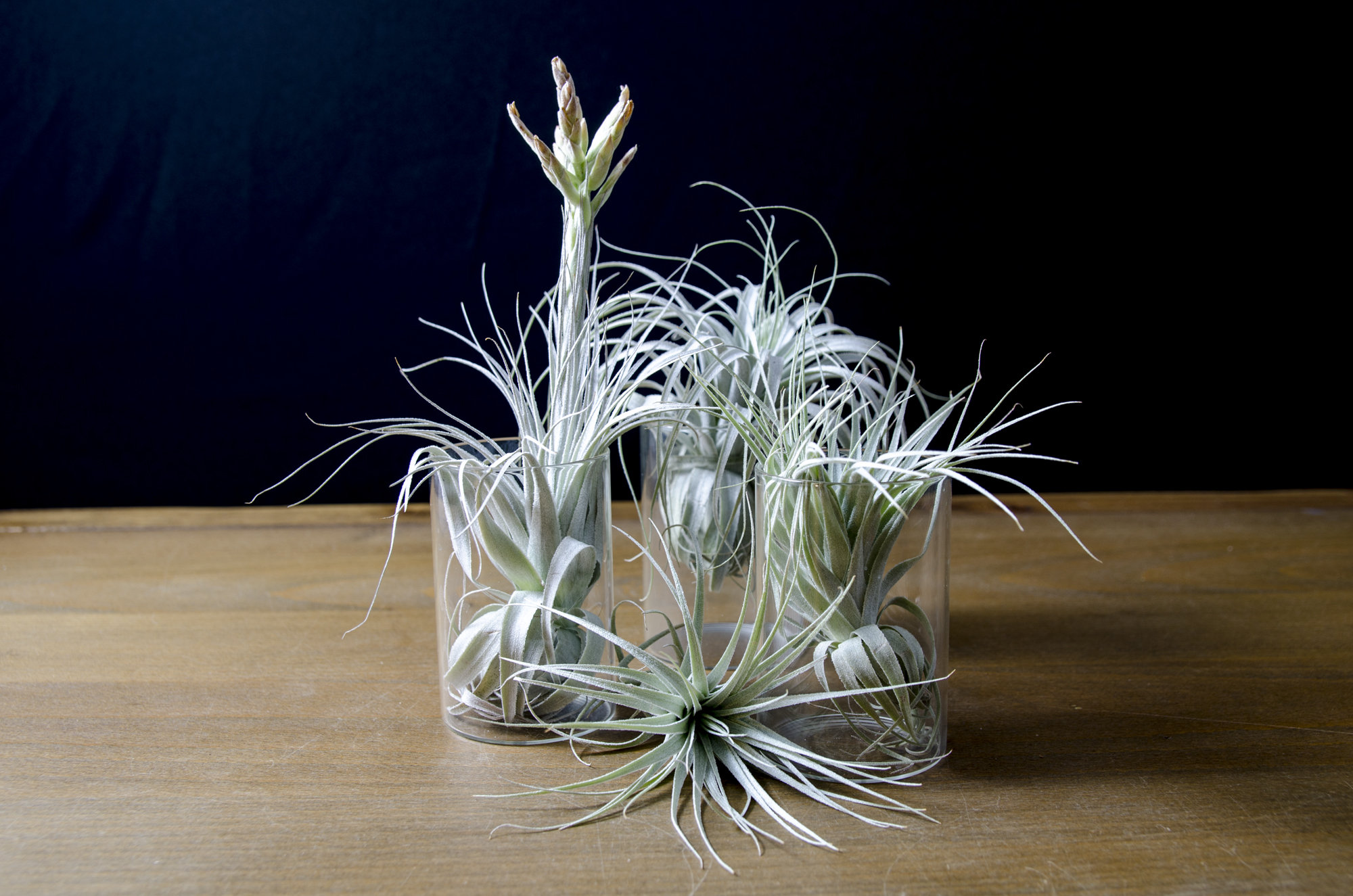 Tillandsia Chapeuensis – EXTREMELY RARE Air Plant | Fuzzy Foliage