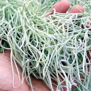 Spanish Moss Rare Thick Form - Live - EXTRA LONG OPTION - Usneoides No. 3 - Air Plant | Tillandsia, Easy, Indoor House Plant, Air Purifying afbeelding 2