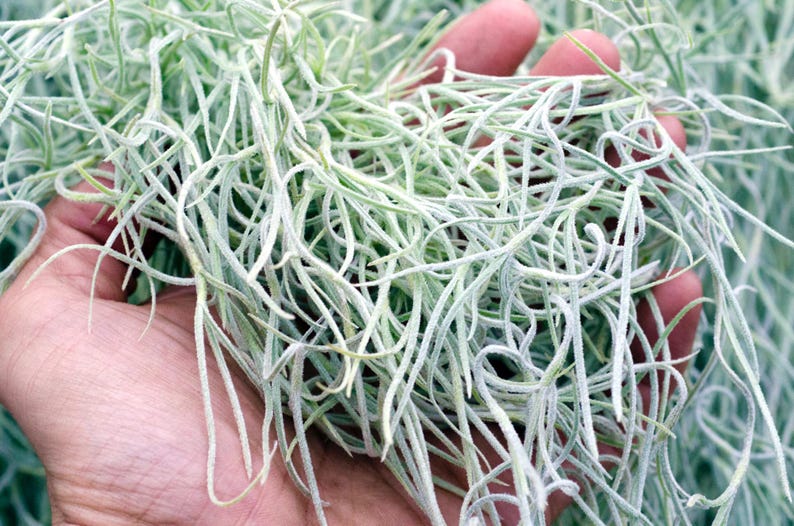 Spanish Moss Rare Thick Form - Live - EXTRA LONG OPTION - Usneoides No. 3 - Air Plant | Tillandsia, Easy, Indoor House Plant, Air Purifying afbeelding 2