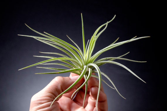 Tillandsia Didisticha Large Form RARE Air Plant | Low Maintenance