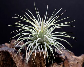 Tillandsia Ionantha Zebrina - Silver Green STRIPED Air Plant | Indoor House Plant, Easy Care Plant, Office Plant, Bromeliad, Air Plants