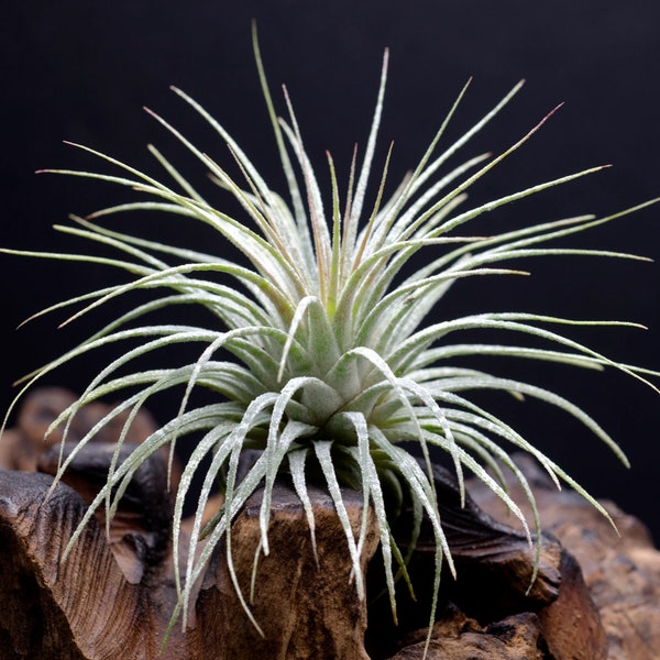 Tillandsia Ionantha Zebrina - Silver Green STRIPED Air Plant | Indoor House Plant, Easy Care Plant, Office Plant, Bromeliad, Air Plants