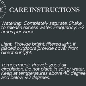 May include: A dark gray informational graphic titled CARE INSTRUCTIONS by The Artizan Way. It lists watering instructions, light requirements, and temperament details, including temperature ranges between 40 and 90 degrees Fahrenheit.