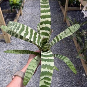 Live Vriesea Bromeliad Plant Collector Item Rare Variety Tropical Foliage Horizontal Pattern Variegated Houseplant Air Purifying Indoor Decoration Exotic Botanical Collection Premium Quality Living Gift Multiple Sizes Available Bare Root Shipping