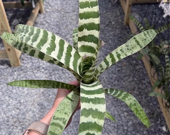 Live Vriesea Juno Plant Collector Item Rare Variety Tropical Foliage Horizontal Pattern Variegated Houseplant Air Purifying Indoor Decor