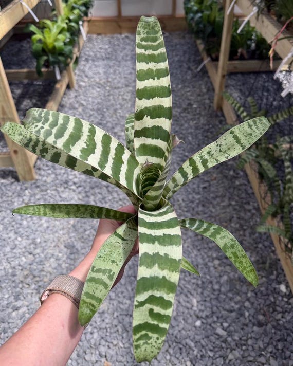 Live Vriesea Juno Plant Collector Item Rare Variety Tropical Foliage Horizontal Pattern Variegated Houseplant Air Purifying Indoor Decor
