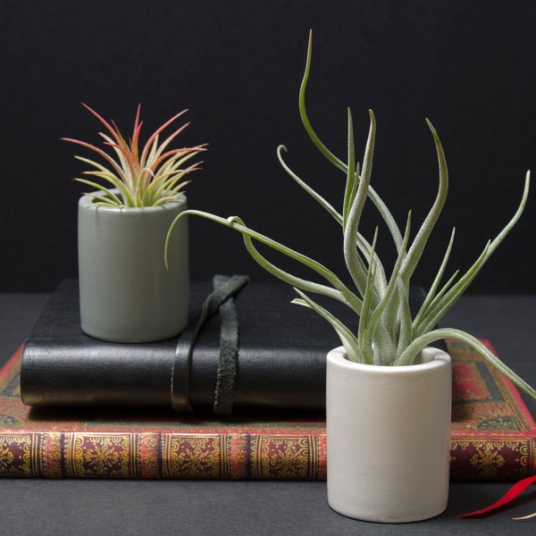 Modern Mini Planter - Ceramic | Miniature Plant Pot, Air Plants, Tillandsia, Succulent, Cacti Planter, Holder, Pottery, Extra Small Pot