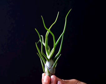 Tillandsia Bulbosa Guatemala Air Plant | Easy Care Terrarium Plant